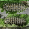 mel triv fascelis larva6afthib volg1